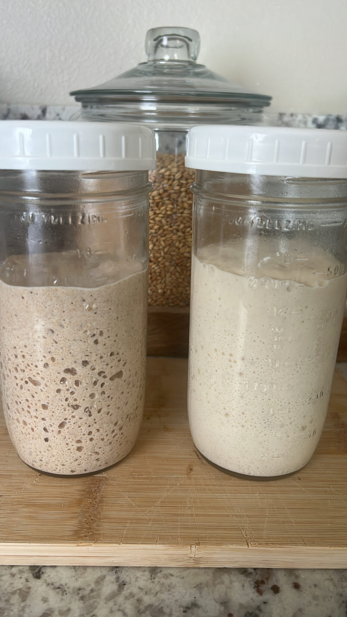 Sourdough Starter 