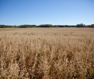 Clean, Glyphosate-free Grains