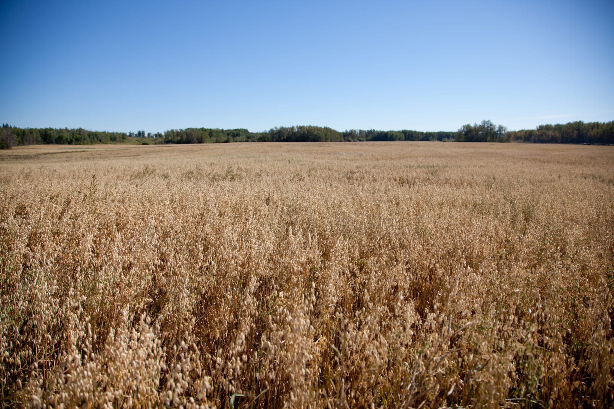 Clean, Glyphosate-free Grains