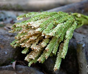 Organic Coconut Palm Sugar Starts with Nectar from Sustainably Harvested Coconut Blossoms