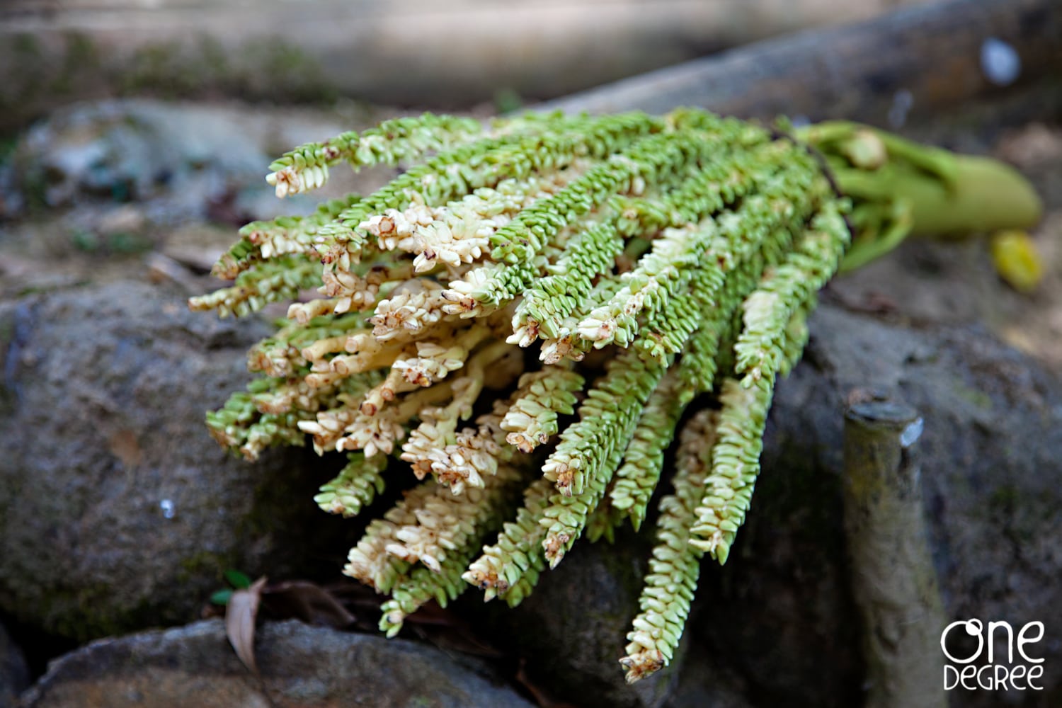 Organic Coconut Palm Sugar Starts with Nectar from Sustainably Harvested Coconut Blossoms