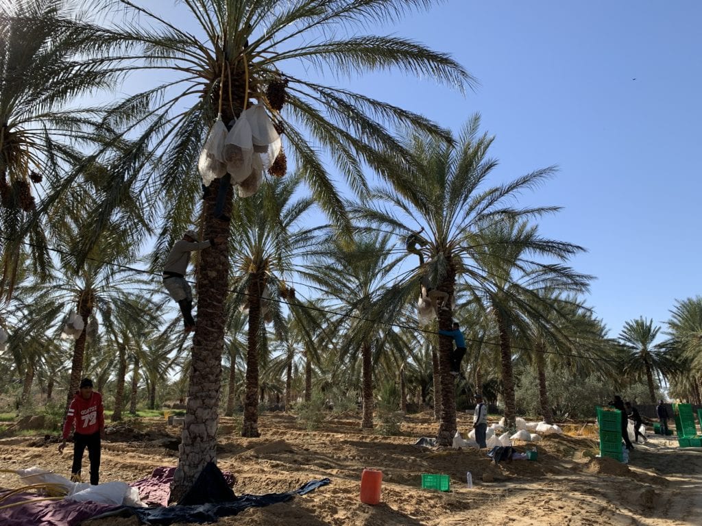 Watching the date harvest in action on our One Degree Organics farmer video shoot in Tunisia